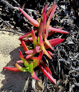Native angular sea fig A succulent coastal ground cover native to temperate eastern Australia. The red-purple fruit has a flavour described as being like salty strawberry, apple or kiwi fruit. Aizoaceae,Angular Sea-fig,Australia,Carpobrotus glaucescens,Caryophyllales,Fall,Flora,Geotagged,autumn,botany,new south wales,plant