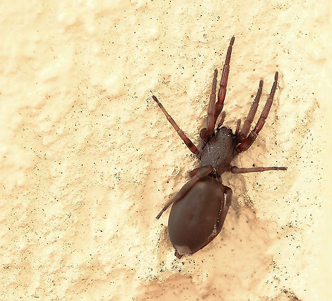 White-tailed Lampona sp. spider These spiders have a dark reddish body and dark red/orange-brown banded legs. The dorsal abdomen bears a grey-white spot at the tip. 

White-tailed spiders are vagrant hunters that live beneath bark and rocks, in leaf litter, logs and detritus in bush, gardens and houses.

The two common species of white-tailed spiders are Lampona cylindrata and Lampona murina - the two species are not easily distinguished without microscopic examination. 

Female 18 mm body length Araneae,Australia,Geotagged,Lampona,Lamponidae,Macro,Summer,White-tailed spider,arachnid,arthropod,invertebrate,new south wales