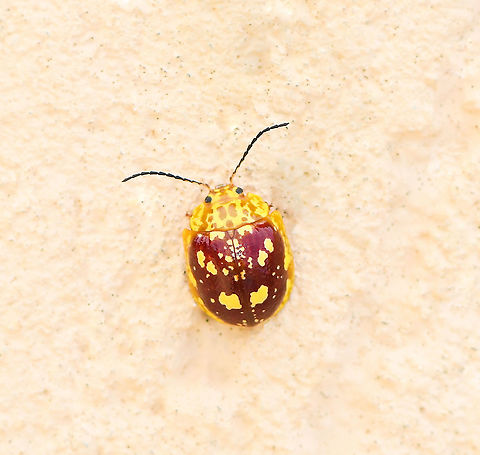 Paropsis maculata Paropsine beetles feed primarily on eucalypts and acacias, both the adults and larvae eat plant material and are extremely poisonous if eaten by other animals. 

One of their characteristics which I observed with this specimen, is that they can withdraw their legs and antennae from predators if a threat is perceived. 

Paropsine beetle populations are controlled by parasitic flies of the family Tachinidae. 

10 mm length Australia,Chrysomelidae,Coleoptera,Fall,Geotagged,Macro,Paropsis maculata,arthropod,autumn,fauna,insect,invertebrate,new south wales