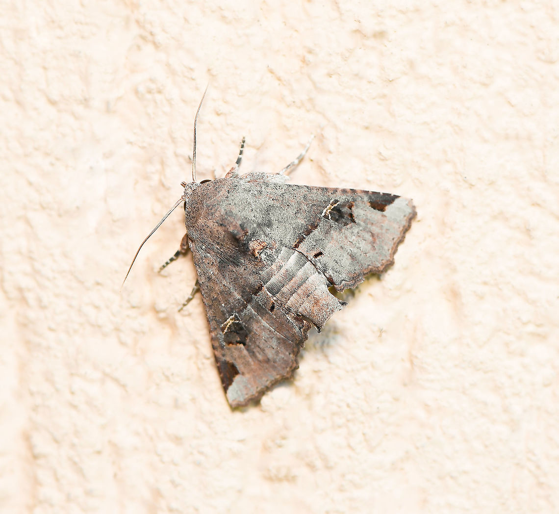 Eugenia caterpillar moth dorsal So continues my stream of sightings from around my home during this lock down! <br />
<br />
Adult moths are orange/brown with a subtle pattern on the forewings. The moth has an unusual resting posture with the abdomen lifted away from the resting surface (best seen in my lateral image). <br />
<br />
The caterpillar of this species attacks Eugenia uniflora and Syzygium cumin (family Myrtaceae).<br />
<br />
Body length 20 mm<br />
<br />
<figure class="photo"><a href="https://www.jungledragon.com/image/94065/eugenia_caterpillar_moth_lateral.html" title="Eugenia caterpillar moth lateral"><img src="https://s3.amazonaws.com/media.jungledragon.com/images/3314/94065_thumb.jpg?AWSAccessKeyId=05GMT0V3GWVNE7GGM1R2&Expires=1769040010&Signature=qjHSUAd%2B7R5BFe7QjlcGj%2FdDEAc%3D" width="200" height="180" alt="Eugenia caterpillar moth lateral So continues my stream of sightings from around my home during this lock down!<br />
<br />
Adult moths are orange/brown with a subtle pattern on the forewings. The moth has an unusual resting posture with the abdomen lifted away from the resting surface, as seen here.<br />
<br />
The caterpillar of this species attacks Eugenia uniflora and Syzygium cumin (family Myrtaceae).<br />
<br />
Body length 20 mm<br />
<br />
https://www.jungledragon.com/image/94063/eugenia_caterpillar_moth.html Australia,Eugenia caterpillar moth,Fall,Geotagged,Lepidoptera,Moth,Noctuidae,Targalla delatrix,arthropod,autumn,fauna,insect,invertebrate,new south wales" /></a></figure> Australia,Eugenia caterpillar moth,Fall,Geotagged,Lepidoptera,Macro,Moth,Noctuidae,Targalla delatrix,arthropod,autumn,fauna,insect,invertebrate,new south wales