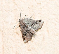 Eugenia caterpillar moth dorsal So continues my stream of sightings from around my home during this lock down! <br />
<br />
Adult moths are orange/brown with a subtle pattern on the forewings. The moth has an unusual resting posture with the abdomen lifted away from the resting surface (best seen in my lateral image). <br />
<br />
The caterpillar of this species attacks Eugenia uniflora and Syzygium cumin (family Myrtaceae).<br />
<br />
Body length 20 mm<br />
<br />
https://www.jungledragon.com/image/94065/eugenia_caterpillar_moth_lateral.html Australia,Eugenia caterpillar moth,Fall,Geotagged,Lepidoptera,Macro,Moth,Noctuidae,Targalla delatrix,arthropod,autumn,fauna,insect,invertebrate,new south wales