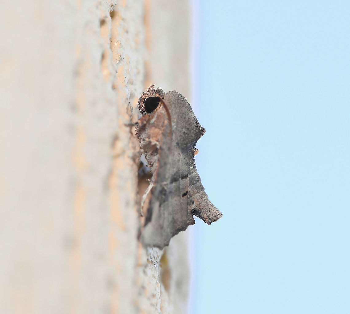 Eugenia caterpillar moth lateral So continues my stream of sightings from around my home during this lock down!<br />
<br />
Adult moths are orange/brown with a subtle pattern on the forewings. The moth has an unusual resting posture with the abdomen lifted away from the resting surface, as seen here.<br />
<br />
The caterpillar of this species attacks Eugenia uniflora and Syzygium cumin (family Myrtaceae).<br />
<br />
Body length 20 mm<br />
<br />
<figure class="photo"><a href="https://www.jungledragon.com/image/94063/eugenia_caterpillar_moth_dorsal.html" title="Eugenia caterpillar moth dorsal"><img src="https://s3.amazonaws.com/media.jungledragon.com/images/3314/94063_thumb.jpg?AWSAccessKeyId=05GMT0V3GWVNE7GGM1R2&Expires=1763596810&Signature=dA%2FORtYckRPXRENWflgYKQV5d7c%3D" width="200" height="184" alt="Eugenia caterpillar moth dorsal So continues my stream of sightings from around my home during this lock down! <br />
<br />
Adult moths are orange/brown with a subtle pattern on the forewings. The moth has an unusual resting posture with the abdomen lifted away from the resting surface (best seen in my lateral image). <br />
<br />
The caterpillar of this species attacks Eugenia uniflora and Syzygium cumin (family Myrtaceae).<br />
<br />
Body length 20 mm<br />
<br />
https://www.jungledragon.com/image/94065/eugenia_caterpillar_moth_lateral.html Australia,Eugenia caterpillar moth,Fall,Geotagged,Lepidoptera,Macro,Moth,Noctuidae,Targalla delatrix,arthropod,autumn,fauna,insect,invertebrate,new south wales" /></a></figure> Australia,Eugenia caterpillar moth,Fall,Geotagged,Lepidoptera,Moth,Noctuidae,Targalla delatrix,arthropod,autumn,fauna,insect,invertebrate,new south wales