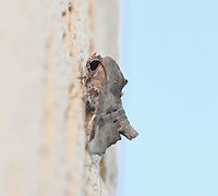 Eugenia caterpillar moth lateral So continues my stream of sightings from around my home during this lock down!<br />
<br />
Adult moths are orange/brown with a subtle pattern on the forewings. The moth has an unusual resting posture with the abdomen lifted away from the resting surface, as seen here.<br />
<br />
The caterpillar of this species attacks Eugenia uniflora and Syzygium cumin (family Myrtaceae).<br />
<br />
Body length 20 mm<br />
<br />
https://www.jungledragon.com/image/94063/eugenia_caterpillar_moth.html Australia,Eugenia caterpillar moth,Fall,Geotagged,Lepidoptera,Moth,Noctuidae,Targalla delatrix,arthropod,autumn,fauna,insect,invertebrate,new south wales