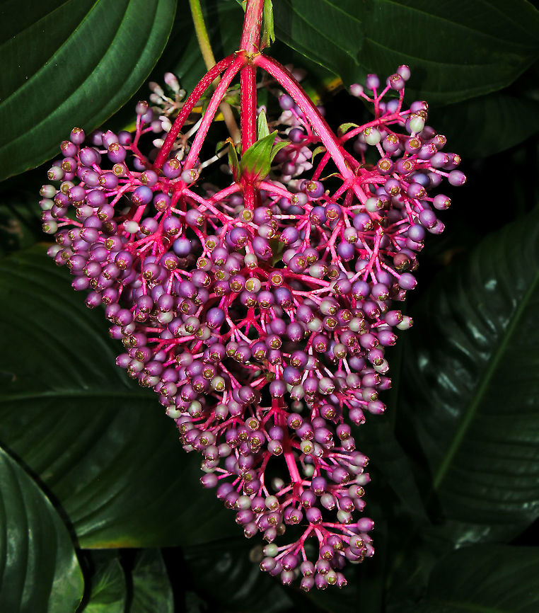 Tropical rose grape Native to the Phillipines, Medinilla cummingii is known commonly as Chandelier tree and Tropical rose grape.<br />
Large shrub growing to 2 metres.<br />
<br />
The plants are covered with these beautiful pendant panicles which are up to 25 cm in length.<br />
 Australia,Chandelier tree,Fall,Flora,Geotagged,Medinilla cummingii,Melastomataceae,Myrtales,Tropical rose grape,botany,panicle,plant,purple flower