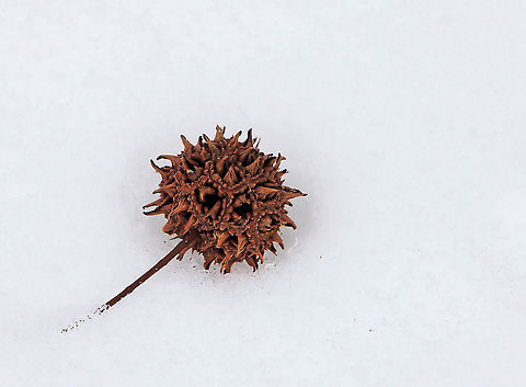 The end and the beginning A spiny seed pod of Liquidambar styraciflua, the American Sweetgum, highlighted against the winter snow. Representing both the end and beginning of nature's seasonal cycle.  Altingiaceae,American Storax,American Sweetgum,American Sweetgum Tree,Flora,Geotagged,Liquidambar styraciflua,Saxifragales,United States,Winter,botany,pennsylvania,seed head,snow