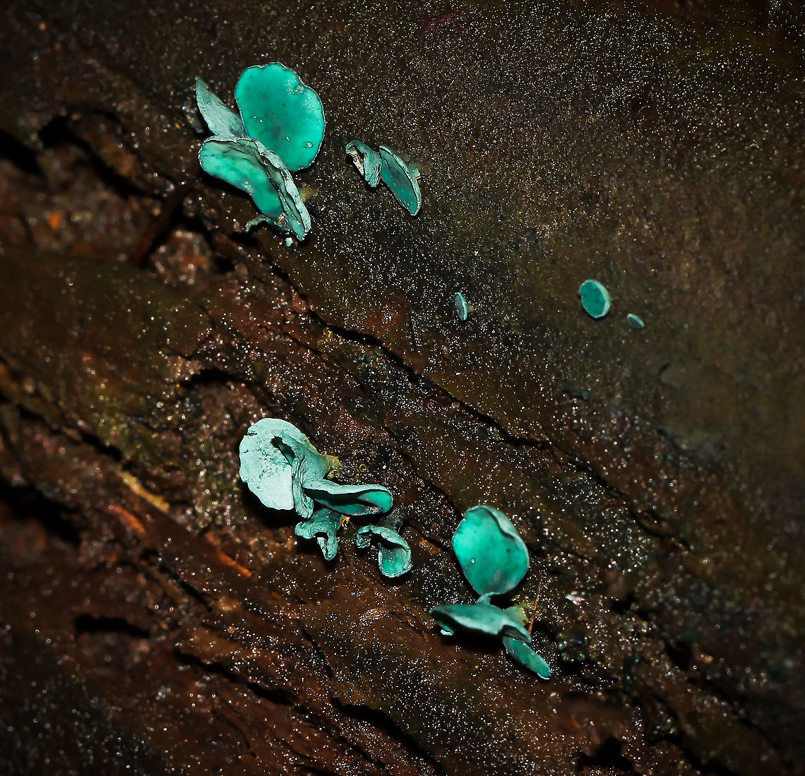 Green elf cup fungi I understand from MushroomExpert.com that in North America there are two species of Chlorociboria: namely C. aeruginascens and C. aeruginosa....identical to the naked eye, so I will leave at genus level. <br />
<br />
Fruiting bodies 2 to 5 mm in diameter Chlorociboria,Fall,Fungi,Geotagged,Green elf cup,Green wood cup,Helotiaceae,Helotiales,United States,autumn,pennsylvania
