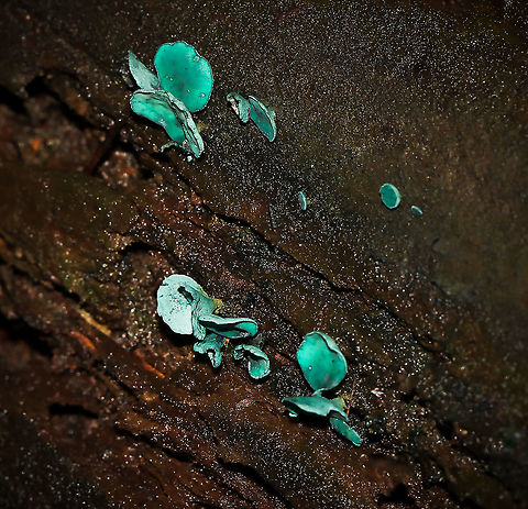 Green elf cup fungi I understand from MushroomExpert.com that in North America there are two species of Chlorociboria: namely C. aeruginascens and C. aeruginosa....identical to the naked eye, so I will leave at genus level. 

Fruiting bodies 2 to 5 mm in diameter Chlorociboria,Fall,Fungi,Geotagged,Green elf cup,Green wood cup,Helotiaceae,Helotiales,United States,autumn,pennsylvania