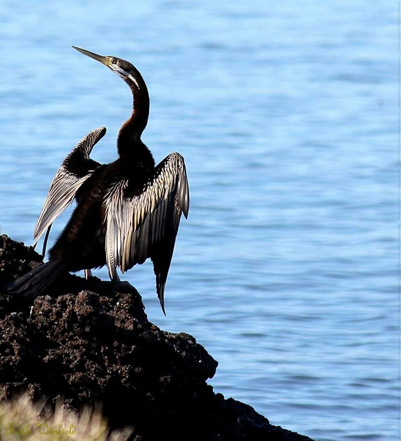 Australian Darter A large, slim waterbird with distinctive long straight bill. Common around waterways, where it perches on trees and branches above the water, often holding its wings out to dry as seen here. <br />
<br />
Male, 90 cm in length Anhinga,Anhinga novaehollandiae,Anhingidae,Australasian Darter,Australia,Australian Darter,Aves,Darter,Geotagged,Suliformes,Summer,bird,fauna,new south wales,snakebird,vertebrate