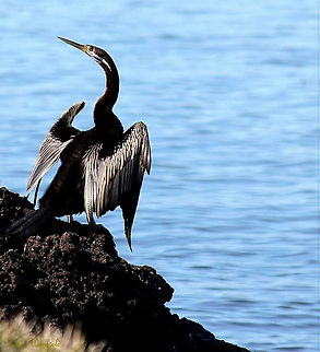 Australian Darter A large, slim waterbird with distinctive long straight bill. Common around waterways, where it perches on trees and branches above the water, often holding its wings out to dry as seen here. 

Male, 90 cm in length Anhinga,Anhinga novaehollandiae,Anhingidae,Australasian Darter,Australia,Australian Darter,Aves,Darter,Geotagged,Suliformes,Summer,bird,fauna,new south wales,snakebird,vertebrate