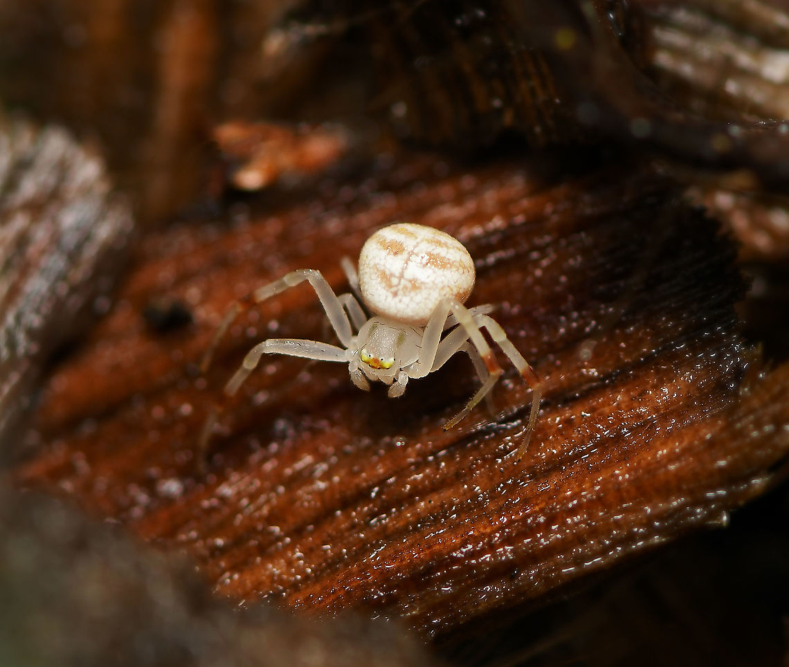 Zygometis xanthogaster crab spider This spider was so very tiny! No more than 3 mm body length.  Araneae,Australia,Crab spider,Fall,Flower Spider,Geotagged,Macro,Thomisidae,Zygometis xanthogaster,arachnid,arthropod,autumn,fauna,invertebrate,milky crab spider,milky flower spider