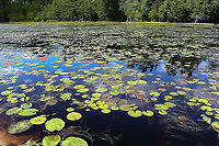 Water lily bog A lovely moment in time from a day spent in the Pine Barrens one hot and sunny summer a few years ago. Looking out over a lily bog with pine forest behind. The predominant species in this bog was Nymphaea odorata, but I also saw the yellow lily, Nuphar variegatum. <br />
<br />
The Pine Barrens is a heavily forested area of coastal plain covering more than seven counties in New Jersey. <br />
<br />
Despite the heat, it was a great day filled with wonderful flora and fauna encounters. American white waterlily,Geotagged,North America,Nymphaea odorata,Pine Barrens,United States,Water Lily,bog,lake,new jersey,scenery,summer,water