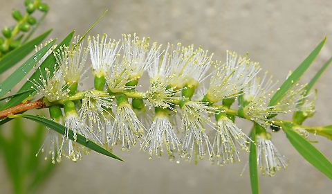 Creek bottlebrush inflorescence A lovely weeping form to this bottlebrush. Each inflorescence is 35 to 50 mm in diameter and 40 to 100 mm long with 15 to 50 individual flowers. 

There is ongoing debate about whether the Melaleuca or Callistemon name should be used for the bottlebrush species. Some herbaria have now adopted the name Melaleuca viminalis for this species, however, this reclassification has not been adopted in the Australian Plant Census (which is accepted by ANPSA as the authority on Australian Plant nomenclature).

This cultivar I have is 'Wilderness White'.  Australia,Callistemon viminalis,Creek bottlebrush,Fall,Flora,Geotagged,Myrtaceae,Myrtales,Weeping Bottlebrush,Weeping bottlebrush,autumn,botany,new south wales,plant,white flower