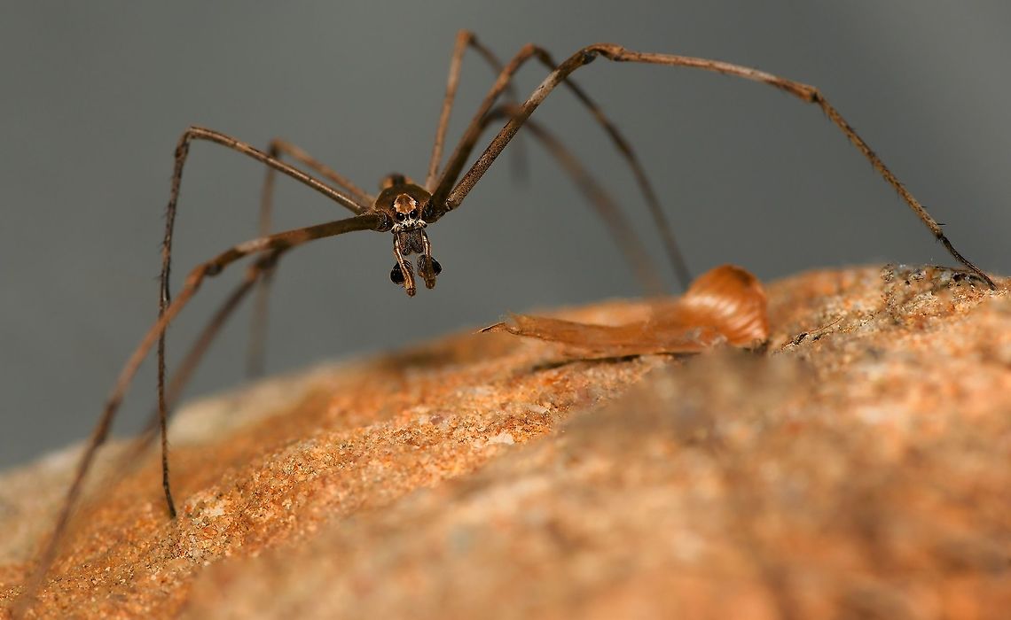 Sci-fi ogre spider Asianopis subrufa male, seen on a sandstone wall.<br />
<br />
Body length 25 mm.  Araneae,Asianopis subrufa,Australia,Deinopidae,Fall,Geotagged,Net-casting spider,Ogre spider,Rufous Net-casting Spider,arachnid,arthropod,autumn,fauna,invertebrate,macro,new south wales,spider