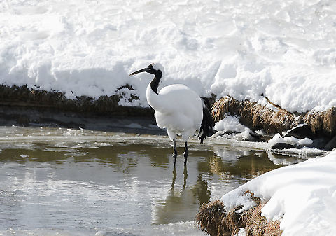 Japanese tanchozuru A freezing winter&rsquo;s day just outside of Kushiro on the east coast of Japan&rsquo;s most northern island of Hokkaido.

The population of red-crowned cranes in Japan is mostly non-migratory and currently consists of just a thousand or so birds.

Hunting and land loss led to a near extinction in the late 1800s. Governments and citizens woke up to the plight of tancho in the 1950&rsquo;s...now protected, supported, and with a secure winter food supply, the population began a dramatic recovery that has made it the great success story of 20th century conservation in Japan.

The red-crowned crane is a potent icon. In symbolic form, it is the bird of happiness and long life (in fable it lives for a 1,000 years).

Height 160 cm

https://www.jungledragon.com/image/91779/japanese_tanchozuru_display.html

https://www.jungledragon.com/image/90421/shy_japanese_tanchozuru_through_the_winter_grass.html

https://www.jungledragon.com/image/116839/hop_skip_and_jump.html Aves,Geotagged,Gruidae,Gruiformes,Grus japonensis,Hokkaido,Japan,Manchurian Crane,Red-crowned Crane,Red-crowned crane,Tanchozuru,Winter,bird,fauna,vertebrate