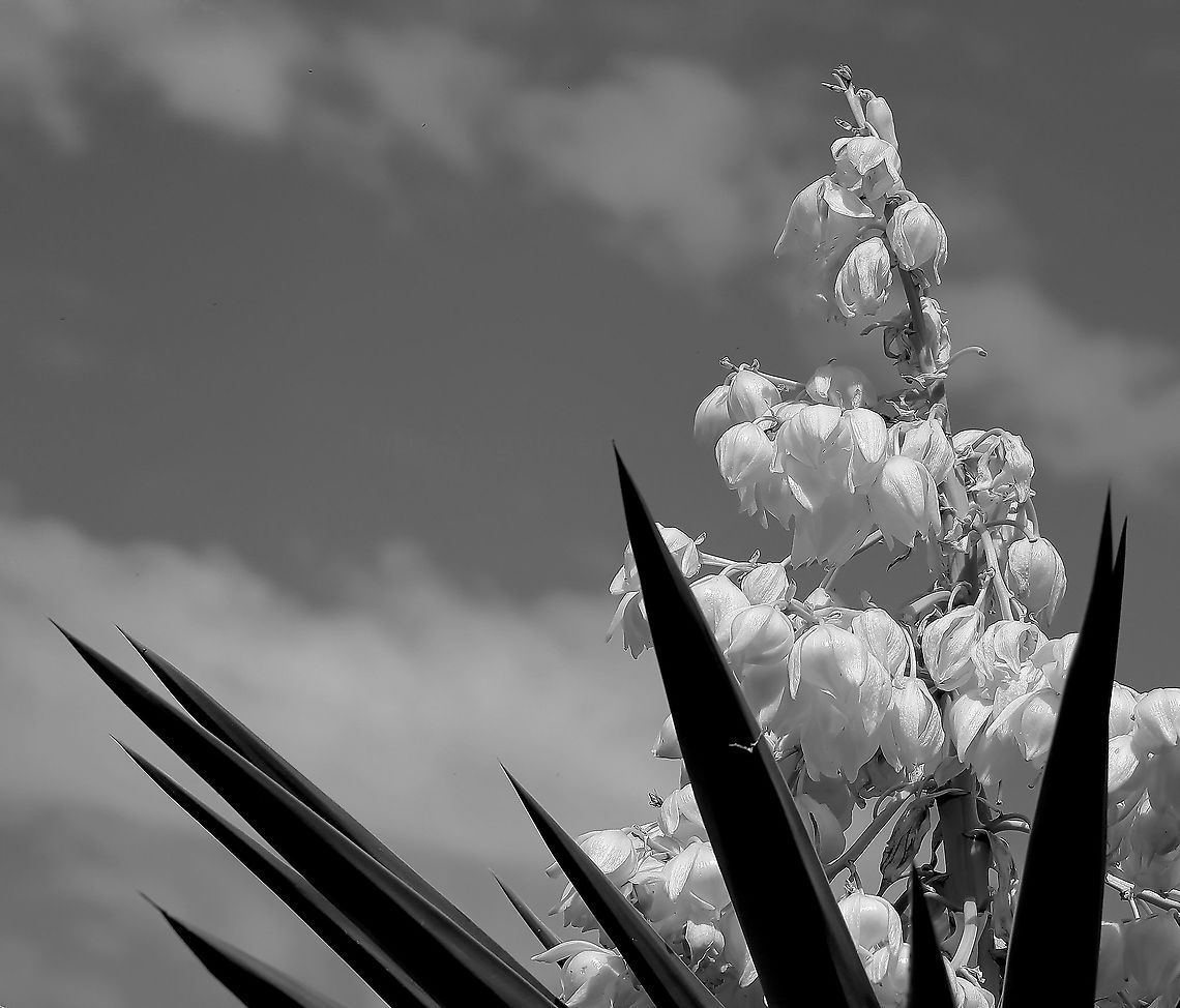 Yucca composition Native to Mexico and Central America and enjoying the similar climate here in Australia. <br />
<br />
The two Yucca gigantea that I grow are currently around 4 metres in height after 15 years. They are insanely hardy. Living on a coastal cliff as I do, they are battered regularly by high winds and salt laden air and don&#039;t seem to be bothered one bit! <br />
<br />
Pictured here is one of the pendant flowers, white/cream in colour produced in summer time, together with the sword shaped, elegant green leaves. <br />
 Asparagaceae,Asparagales,Australia,Flora,Geotagged,Summer,Yucca,Yucca gigantea,botany,evergreen,new south wales,plant