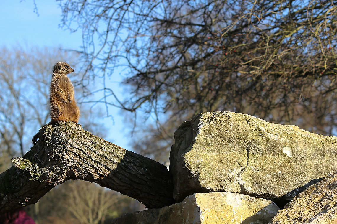 Meerkat sentry Native to southern Africa - seen here at Marwell Zoo, a 140 acre site situated in Colden Common near Winchester, in the English county of Hampshire.<br />
<br />
One of the most important roles a meerkat plays is that of the sentry, the lookout. One meerkat will stand on its hind legs, propped up by its tail and act as a lookout while the rest of the mob is outside looking for food and frolicking in the sun. The lookout scans the area for predators, including hawks, eagles, snakes and jackals. If a predator is spotted, the guard lets out a distinctive bark. At the sound of the warning bark, everyone sprints to the nearest tunnel entrance. The sentry is the first to emerge from the burrow to check if the coast is clear.<br />
<br />
30 cm body length<br />
<br />
Carnivora,Geotagged,Herpestidae,Meerkat,Suricata suricatta,United Kingdom,Vertebrate,Winter,Zoo,fauna,mammal,suricate