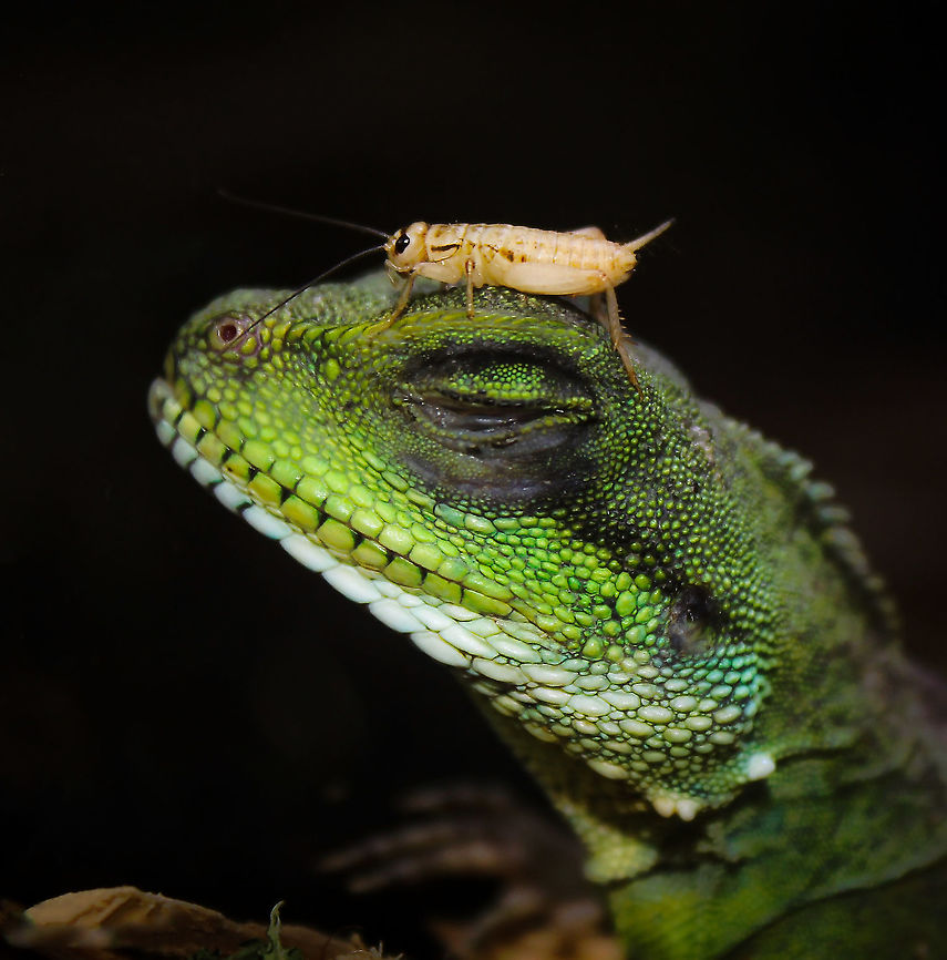 Chinese water dragon Zen A water dragon that was so chill it didn't even notice that lunch had arrived. <br />
<br />
Captive companion, native to China and mainland Southeast Asia.<br />
<br />
60 cm head to tip of tail Agamidae,Chinese Water Dragon,Fall,Geotagged,Green Water Dragon,Lizard,Physignathus cocincinus,Squamata,United States,Vertebrate,autumn,fauna