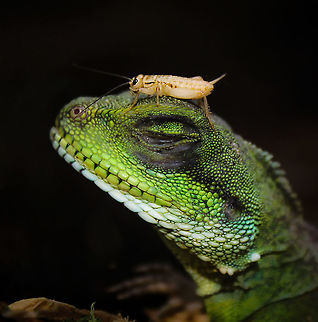 Chinese water dragon Zen A water dragon that was so chill it didn't even notice that lunch had arrived. 

Captive companion, native to China and mainland Southeast Asia.

60 cm head to tip of tail Agamidae,Chinese Water Dragon,Fall,Geotagged,Green Water Dragon,Lizard,Physignathus cocincinus,Squamata,United States,Vertebrate,autumn,fauna