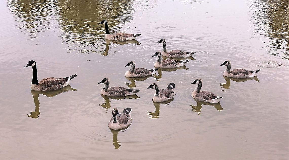 Parents and progeny Canada geese family on a summer's afternoon. Anatidae,Anseriformes,Aves,Branta canadensis,Canada goose,Geotagged,Spring,United States,bird,fauna,pennsylvania,vertebrate,water bird