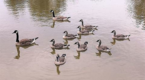 Parents and progeny Canada geese family on a summer's afternoon. Anatidae,Anseriformes,Aves,Branta canadensis,Canada goose,Geotagged,Spring,United States,bird,fauna,pennsylvania,vertebrate,water bird
