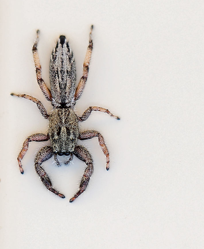 Holoplatys jumping spider A female Holoplatys jumper made a very swift appearance and photo-bombed a family of comb-footed spiderlings that I was photographing in a web on a window frame. She was here and gone in a second, this being the only shot I managed and as she was so fast and taking me by surprise, not as crisp as I'd like. But such a neat looking spider! <br />
<br />
Spiders within the genus Holoplatys have a long, flat, oval cephalothorax and abdomen. They can be found under the bark of trees, especially eucalyptus. In this suburban setting, true to form, this one shot out of and then disappeared in to a very thin crack between the window frame and brick. <br />
<br />
<br />
There are 36 species known to science within this genus - flat jumping spiders present identification challenges in the field. Location is unreliable as many specimens only have records from cities, suggesting human-aided dispersal. (Robert Whyte & Greg Anderson, Field Guide to Spiders of Australia 2018).<br />
<br />
8 mm body length Araneae,Australia,Geotagged,Holoplatys,Macro,Salticidae,Spring,arachnid,arthropod,fauna,invertebrate,new south wales