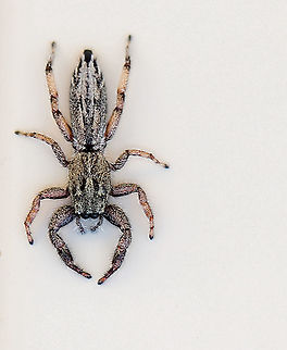 Holoplatys jumping spider A female Holoplatys jumper made a very swift appearance and photo-bombed a family of comb-footed spiderlings that I was photographing in a web on a window frame. She was here and gone in a second, this being the only shot I managed and as she was so fast and taking me by surprise, not as crisp as I'd like. But such a neat looking spider! 
Spiders within the genus Holoplatys have a long, flat, oval cephalothorax and abdomen. They can be found under the bark of trees, especially eucalyptus. In this suburban setting, true to form, this one shot out of and then disappeared in to a very thin crack between the window frame and brick. 
There are 36 species known to science within this genus - flat jumping spiders present identification challenges in the field. Location is unreliable as many specimens only have records from cities, suggesting human-aided dispersal. (Robert Whyte & Greg Anderson, Field Guide to Spiders of Australia 2018).
8 mm body length Araneae,Australia,Geotagged,Holoplatys,Macro,Salticidae,Spring,arachnid,arthropod,fauna,invertebrate,new south wales