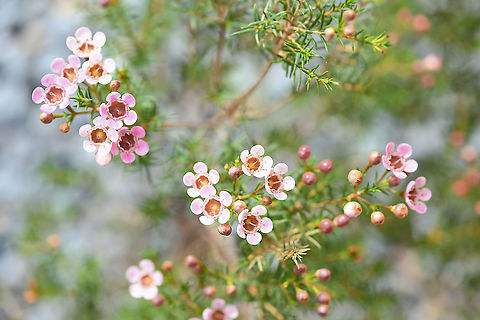 Geraldton Wax Flower Plants of the genus Chamelaucium range in growth from 15 cm to 3 m in height. The best known one is Geraldton Wax Flower, a native shrub growing to around 2 m in height, endemic to south western Western Australia.

This cultivar I grow is 'Sarah's Delight' and is charming once again with the subtle pink blush of its flowers. It has a rounded growth habit and warm shell-pink flowers winter through to spring. 

Each flower just 10 mm diameter. Australia,Chamelaucium uncinatum,Flora,Geotagged,Geraldton Wax flower,Geraldton wax,Myrtaceae,Myrtales,Pink Flowers,botany,new south wales,plant,winter