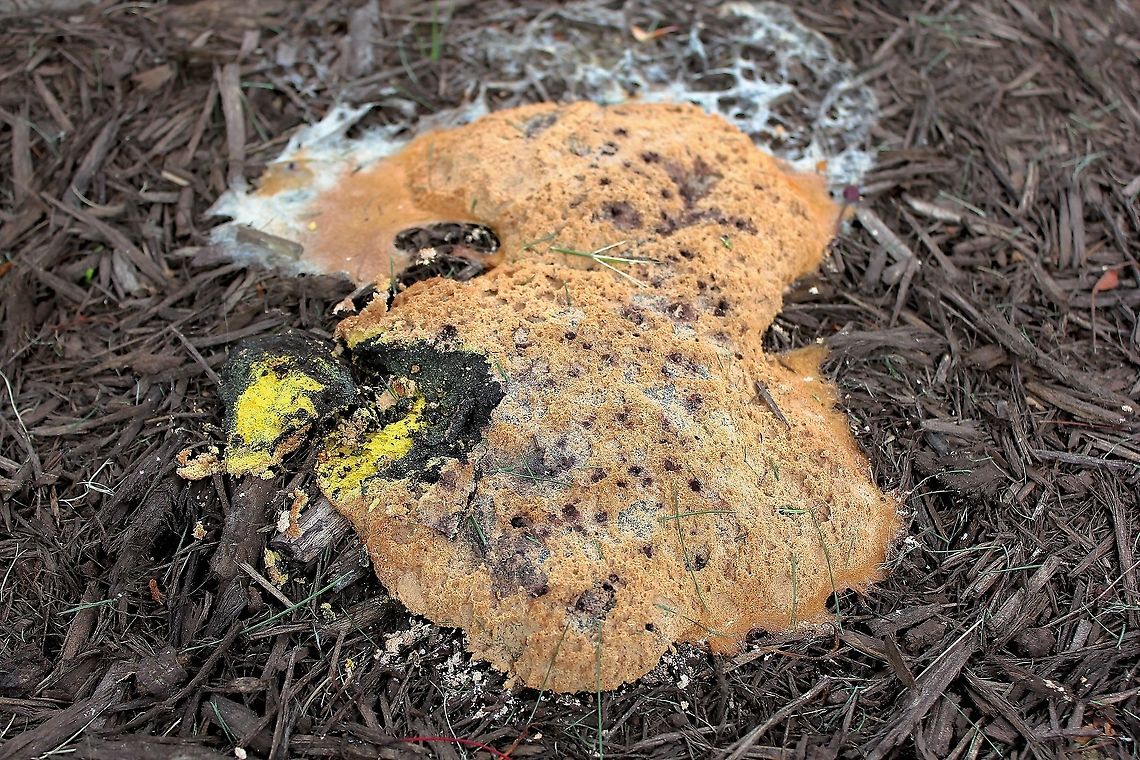 Dog Vomit slime mold A common species with a worldwide distribution, often found as here on bark mulch, or in lawns in urban areas after heavy rain or excessive watering.<br />
<br />
Bright yellow areas are fresh growth, darker orange is older. This patch measured 30 cm x 40 cm Dog Vomit Slime Mold,Dog vomit slime mold,Eukaryota,Fuligo septica,Geotagged,Myxogastria,Physaraceae,Physarales,Spring,United States,pennsylvania,slime mold