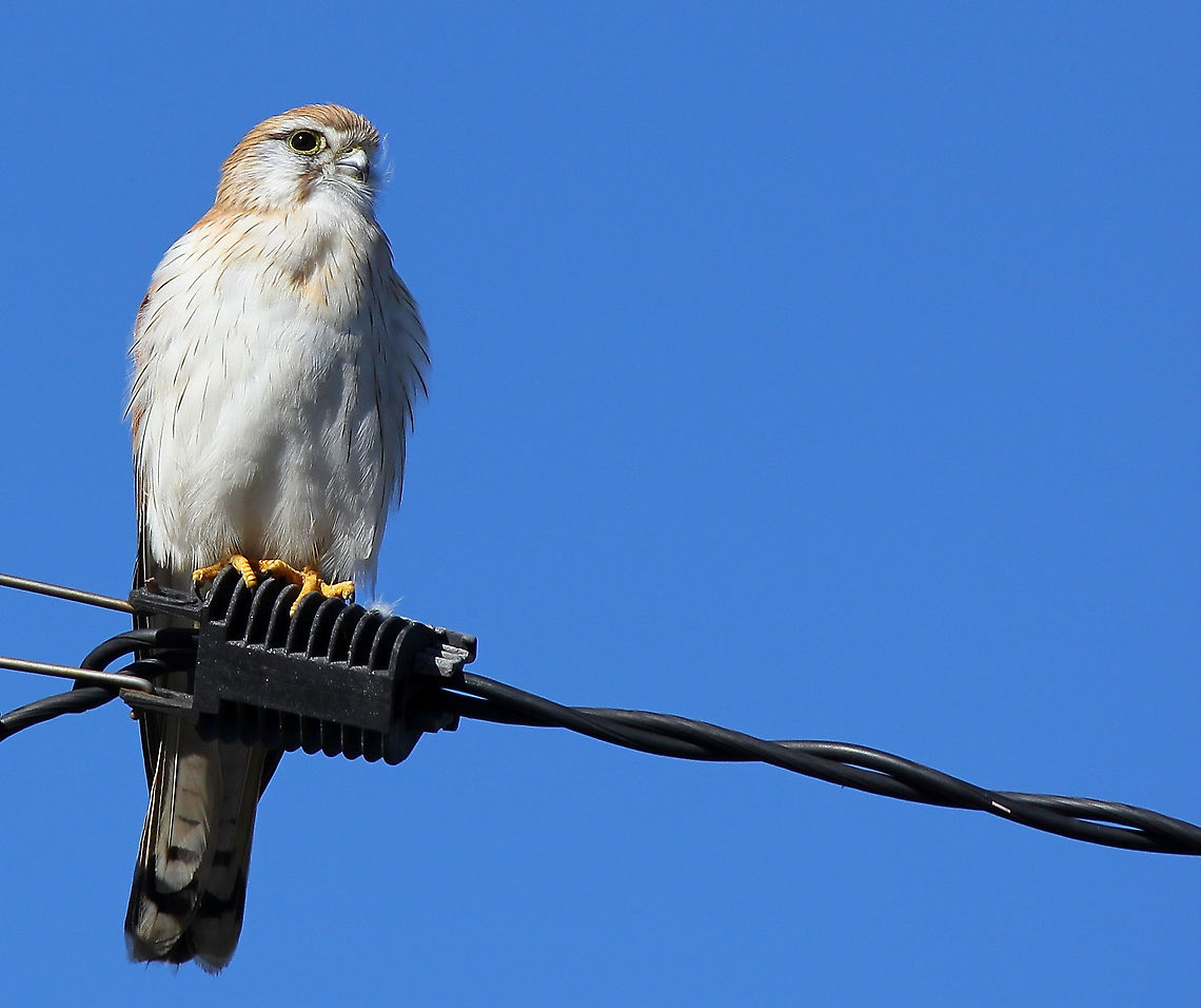 Nankeen kestrel I loved watching it flying, hovering into the wind with the quick, shallow wing beats. It would maintain this action for minutes at a time whilst searching the ground for prey. In between times, coming to rest on a high perch such a tree or as here, on a utility pole.<br />
<br />
Seen in open environments, avoiding dense forest.They hunt a variety of prey, including small mammals, small birds, lizards and insects.<br />
<br />
30 cm length<br />
 Australia,Aves,Falco cenchroides,Falconidae,Falconiformes,Geotagged,Nankeen kestrel,Spring,Vertebrate,bird,fauna,hunter,new south wales,raptor