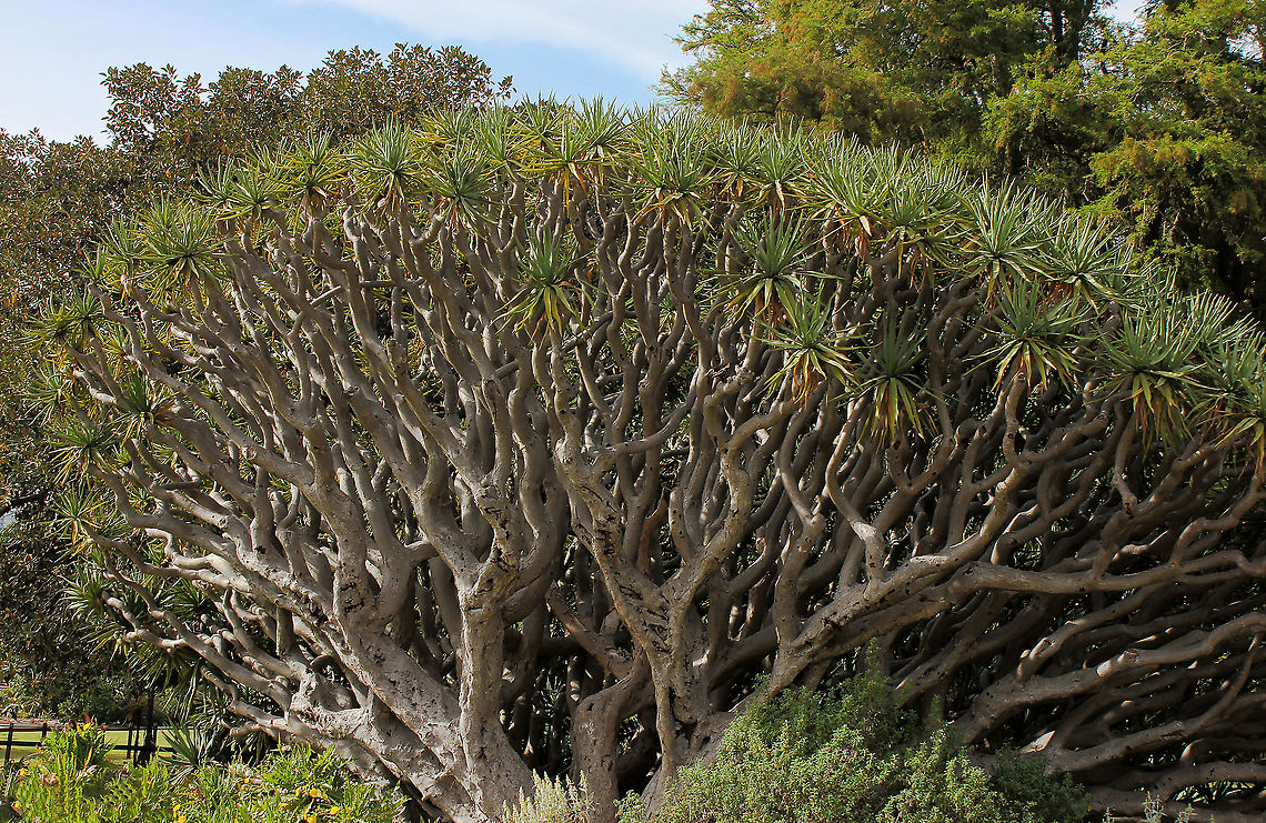 Dragon tree An eye-catching evergreen, sub-tropical tree native to the Canary Islands, Cape Verde and Madeira. <br />
<br />
The thick, swollen trunk branches in to stout arms  with terminal rosettes of sword-shaped, blue-green leaves up to 60 cm in length. Bleeds crimson coloured sap when the bark is cut, likened to the blood of dragons. <br />
<br />
Long-lived and capable of growing to great height and width. <br />
<br />
<br />
 Asparagaceae,Asparagales,Australia,Dracaena draco,Dragon Tree,Flora,Geotagged,Monocots,Spring,Tree,botany