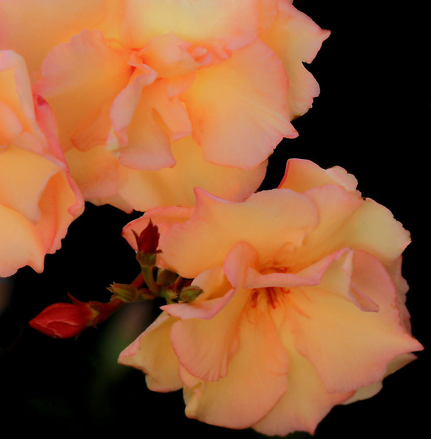 Radiant velvet oleander With the sunshine falling through its petals, the Nerium oleander &#039;Dwarf Apricot&#039; I grow, produces a beautiful, warm glow. <br />
<br />
It is so widely cultivated that no precise region of origin has been identified, though southwest Asia has been suggested.<br />
<br />
This cultivar growing to 1.5 x 1.5 metres.  Apocynaceae,Australia,Eudicot,Flora,Gentianales,Geotagged,Nerium,Nerium oleander,Summer,botany,dogbane,plant