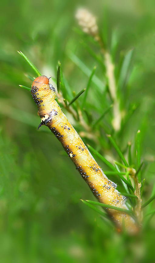 Hakea wine moth larva Oenochroma vinaria moth larva feeding on Grevillea rosmarinifolia.<br />
<br />
Larva feed on plants within family Protaceae including Grevillea, Hakea and Banksia.<br />
<br />
Commonly known as Grevillea Looper or Hakea Wine moth.<br />
<br />
<br />
30 mm length Australia,Caterpillar,Fall,Geotagged,Grevillea Looper,Hakea Wine moth,Lepidoptera,Macro,Oenochroma vinaria,Oenochrominae,Pink-bellied moth,arthropod,autumn,fauna,geometridae,insect,invertebrate,new south wales