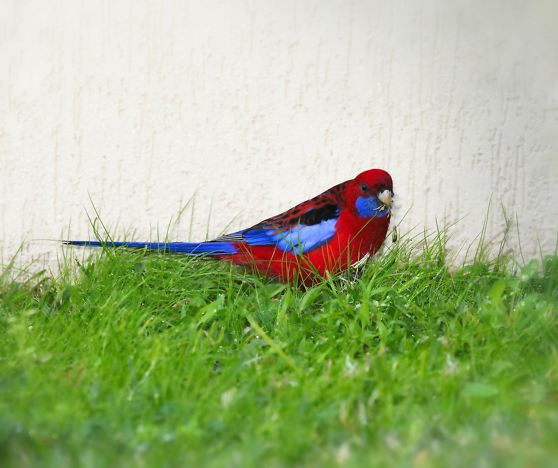 Curious crimson rosella moment On this rainy, windy and grey day, I happened to look through a house window, and saw a crimson rosella feeding on the dandelions that I allow to grow in my grass. I expected it to fly away after a short while, but it continued in that place, indeed its head appeared to drop to its chest at times and it seemed to be sheltering up hard against the wall and I began to worry that it might be injured or generally unwell. I chose to continue watching through the window for a while, for fear of going outside and alarming it - and the bird stayed where it was for thirty minutes, occasionally nibbling on the seeds. Then at last, it took to the air with a burst of beautiful colour and disappeared over the tree tops. I've never seen one remain in one position for that length of time before! <br />
<br />
35 cm in length Australia,Aves,Crimson Rosella,Crimson rosella,Geotagged,Platycercus elegans,Psittaciformes,Psittaculidae,bird,fauna,new south wales,parrot,vertebrate,winter