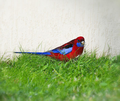 Curious crimson rosella moment On this rainy, windy and grey day, I happened to look through a house window, and saw a crimson rosella feeding on the dandelions that I allow to grow in my grass. I expected it to fly away after a short while, but it continued in that place, indeed its head appeared to drop to its chest at times and it seemed to be sheltering up hard against the wall and I began to worry that it might be injured or generally unwell. I chose to continue watching through the window for a while, for fear of going outside and alarming it - and the bird stayed where it was for thirty minutes, occasionally nibbling on the seeds. Then at last, it took to the air with a burst of beautiful colour and disappeared over the tree tops. I've never seen one remain in one position for that length of time before! 

35 cm in length Australia,Aves,Crimson Rosella,Crimson rosella,Geotagged,Platycercus elegans,Psittaciformes,Psittaculidae,bird,fauna,new south wales,parrot,vertebrate,winter