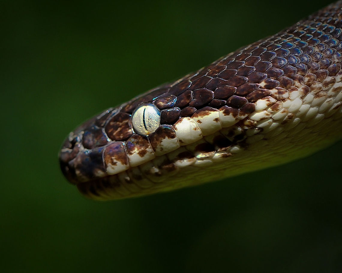 Savu Island python Captive breeding specimen.<br />
<br />
Native to the tiny 16 x 9 km Savu Island in Indonesia. A small python, never exceeding 1.5 metres. The Savu python&rsquo;s outstanding features include brilliant iridescence and its noticeably white eyes.<br />
<br />
<figure class="photo"><a href="https://www.jungledragon.com/image/68180/savu_island_python.html" title="Savu Island python"><img src="https://s3.amazonaws.com/media.jungledragon.com/images/3314/68180_thumb.jpg?AWSAccessKeyId=05GMT0V3GWVNE7GGM1R2&Expires=1759968010&Signature=0SufK8tXOlY%2FpW%2FPUilZfpBw2IQ%3D" width="200" height="156" alt="Savu Island python Captive breeding specimen.<br />
<br />
Native to the tiny 16 x 9 km Savu Island in Indonesia. A small python, never exceeding 1.5 metres. The Savu python&rsquo;s outstanding features include brilliant iridescence and its noticeably white eyes. <br />
<br />
https://www.jungledragon.com/image/95523/savu_island_python.html Geotagged,Indonesia,Liasis savuensis,Python,Pythonidae,Savu Python,Squamata,Summer,United States,White-eyed python,breeding program,captive animal,fauna,reptile,snake,vertebrate" /></a></figure> Geotagged,Indonesia,Liasis savuensis,Python,Pythonidae,Savu Python,Squamata,Summer,United States,White-eyed python,breeding program,captive animal,fauna,reptile,snake,vertebrate
