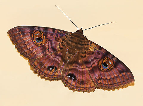 Speiredonia spectans Native to Australia. With its cloak of many colours, a lovely visitor to my porch, a granny's cloak moth in family Erebidae.

In the bush during day light hours, these moths can be found in dark places such as caves. 

Larvae feed on wattle (family Mimosaceae) and yellow tulip (family Euphorbiaceae). 

Wingspan 75 mm

https://www.jungledragon.com/image/77231/speiredonia_spectans.html
 Australia,Geotagged,Granny's Cloak Moth,Hexapoda,Lepidoptera,Macro,Moth,Noctuoidea,Owlet moth,Speiredonia spectans,Winter,arthropod,erebidae,fauna,insect,invertebrate,new south wales
