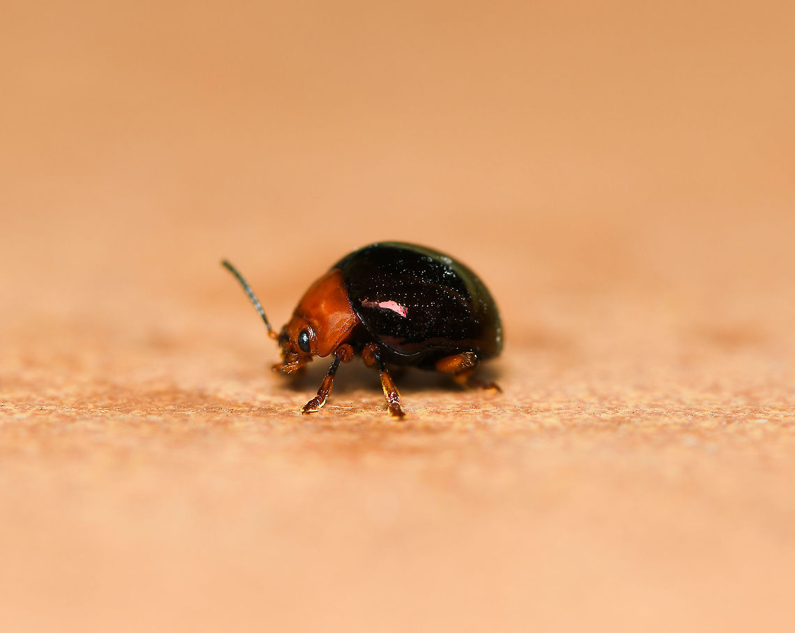 Metallic leaf beetle <br />
Beautiful, little shiny leaf beetle, feeding primarily on eucalypt and acacia.<br />
<br />
10 mm length Australia,Chrysomelidae,Chrysomelinae,Coleoptera,Geotagged,Hexapoda,Leaf beetle,Macro,Metallic leaf beetle,Tortoise leaf beetle,arthropod,beetle,fauna,insect,invertebrate,new south wales,winter