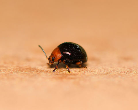 Metallic leaf beetle 
Beautiful, little shiny leaf beetle, feeding primarily on eucalypt and acacia.

10 mm length Australia,Chrysomelidae,Chrysomelinae,Coleoptera,Geotagged,Hexapoda,Leaf beetle,Macro,Metallic leaf beetle,Tortoise leaf beetle,arthropod,beetle,fauna,insect,invertebrate,new south wales,winter
