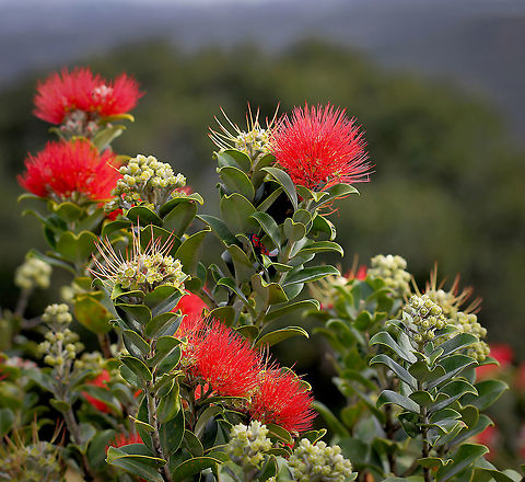 Metrosideros thomasii Native to New Zealand. Brilliant crimson flowers in spring and sporadically through the year. 

Centre of this image - male and female cotton harlequin bugs can be seen within the foliage (Tectocoris diophthalmus). 

 Australia,Flora,Geotagged,Metrosideros thomasii,Myrtaceae,Myrtales,New Zealand Christmas Bush,Shrub,botany,metrosideros thomasii,new south wales,plant,spring