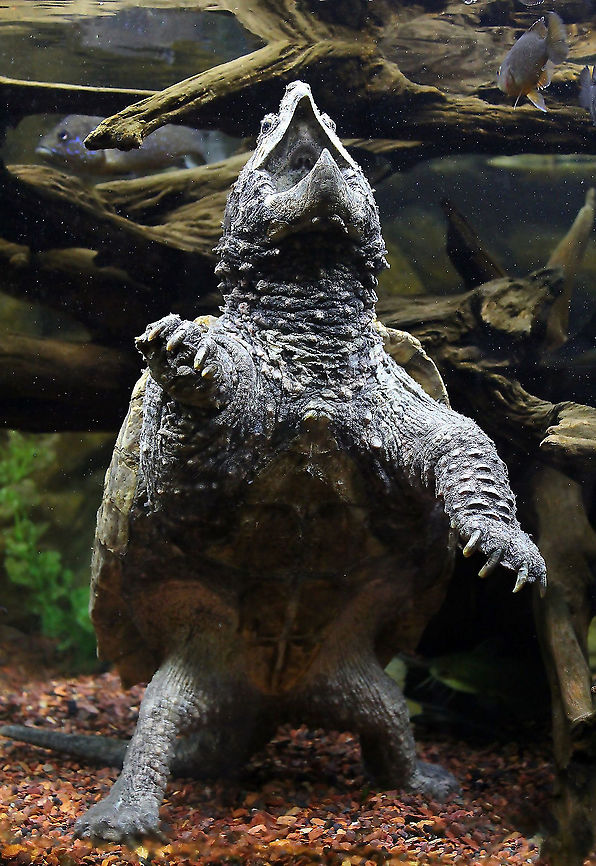 Alligator snapping turtle goes Godzilla Captive breeding specimen. <br />
<br />
It was wonderful to watch this alligator snapper take up its &#039;lure position&#039;...standing absolutely still, opening the mouth, then displaying and utilising the vermiform appendage in its mouth (worm mimic).  The tremendous speed and force at which it closed its jaws on its ambushed prey was simply incredible. <br />
 Alligator snapping turtle,Chelydridae,Geotagged,Macrochelys temminckii,Testudines,Turtle,United States,fauna,pennsylvania,reptile,vertebrate