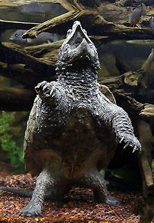 Alligator snapping turtle goes Godzilla Captive breeding specimen. 

It was wonderful to watch this alligator snapper take up its 'lure position'...standing absolutely still, opening the mouth, then displaying and utilising the vermiform appendage in its mouth (worm mimic).  The tremendous speed and force at which it closed its jaws on its ambushed prey was simply incredible. 
 Alligator snapping turtle,Chelydridae,Geotagged,Macrochelys temminckii,Testudines,Turtle,United States,fauna,pennsylvania,reptile,vertebrate