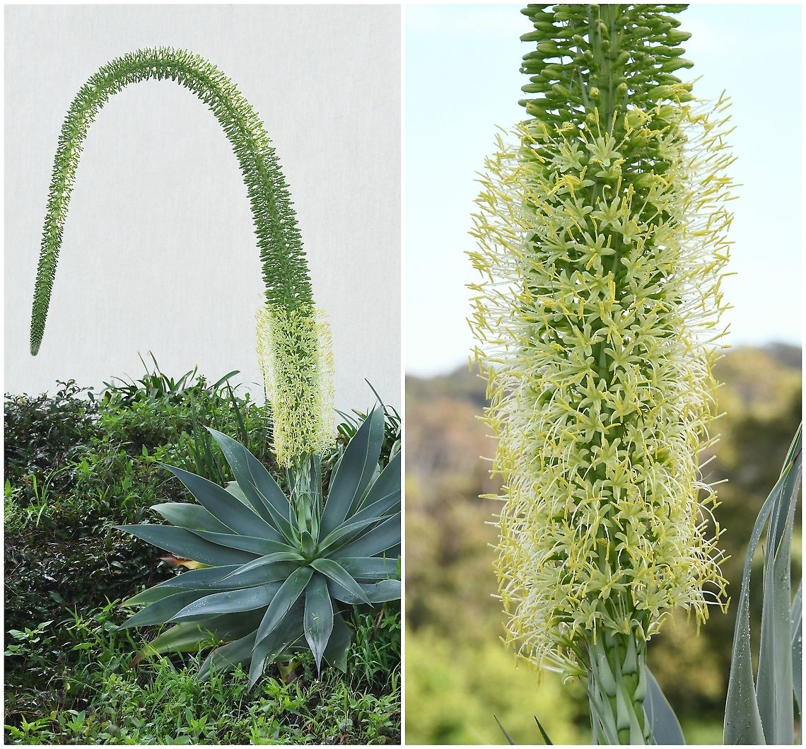 Foxtail agave with inflorescence Native to Mexico. Also commonly known as lion's tail or swan's neck agave. <br />
Growing for the past couple of months, the inflorescence on this specimen in my garden is a dense raceme, currently 1. 5 m high. The flowers began opening at its base two weeks ago.  Agave attenuata,Asparagaceae,Asparagales,Australia,Flora,Foxtail agave,Geotagged,Lion's tail,botany,new south wales,plant,winter,yellow flowers
