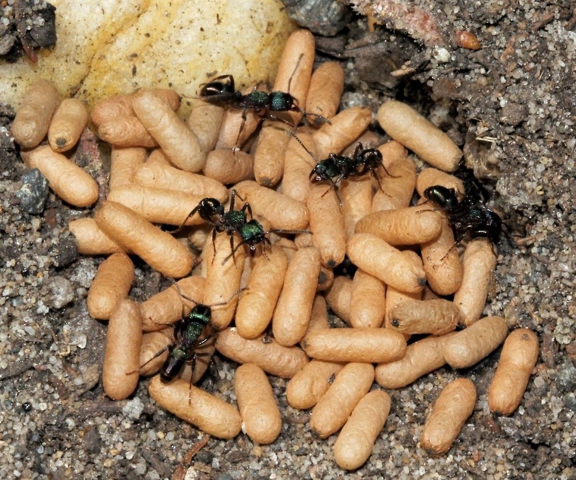 Green-head ants with pupae Poking around in the earth, I unfortunately disturbed a green-head ant nest and sent the colony in to instant panic. <br />
The pupae can be seen here which are the larvae wrapped in a cocoon....these will metamorphose in to adult ants. <br />
<br />
Green-heads are endemic to this country and are well known for their distinctive metallic appearance - also for their painful, venomous sting. <br />
<br />
Body length 5 mm.  Australia,Formicidae,Geotagged,Green-head ant,Hymenoptera,Metallic pony ant,Rhytidoponera metallica,ant,ant pupae,arthropod,autumn,fauna,green-head ant,insect,invertebrate,new south wales