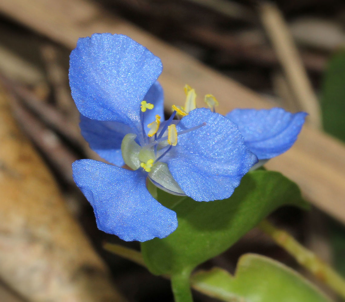 Commelina cyanea Commelina is a genus of about 230 species with about 7 occurring in Australia. Found in forests and woodlands of Queensland, New South Wales and Northern Territory. Commonly known as 'scurvy weed' as it was used by early European settlers to avoid or alleviate scurvy. Seen as a trailing perennial herb, with fleshy stems growing up to 1-2 metres in length. Highly attractive to our native bees and flies.<br />
<br />
Flowers are around 15 mm diameter. Australia,Commelina cyanea,Commelinaceae,Commelinales,Flora,Geotagged,Macro,Scurvy weed,Spring,blue flower,botany,new south wales,plant,spiderwort