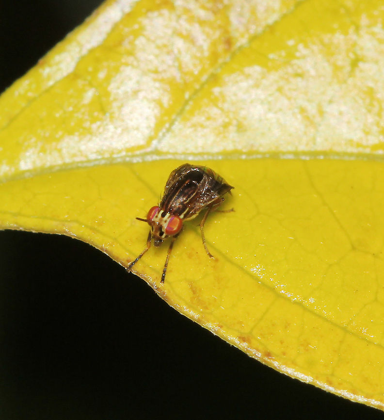 Steganopsis melanogaster <br />
A species of leaf-fly with a curious 'hump-back' form. <br />
<br />
Tiny, at just 5 mm length Australia,Diptera,Fly,Geotagged,Hexapoda,Lauxaniidae,Leaf fly,Steganopsis melanogaster,arthropod,fauna,insect,invertebrate,new south wales,spring