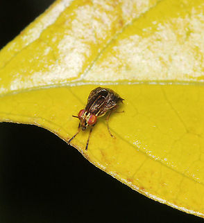 Steganopsis melanogaster 
A species of leaf-fly with a curious 'hump-back' form. 

Tiny, at just 5 mm length Australia,Diptera,Fly,Geotagged,Hexapoda,Lauxaniidae,Leaf fly,Steganopsis melanogaster,arthropod,fauna,insect,invertebrate,new south wales,spring
