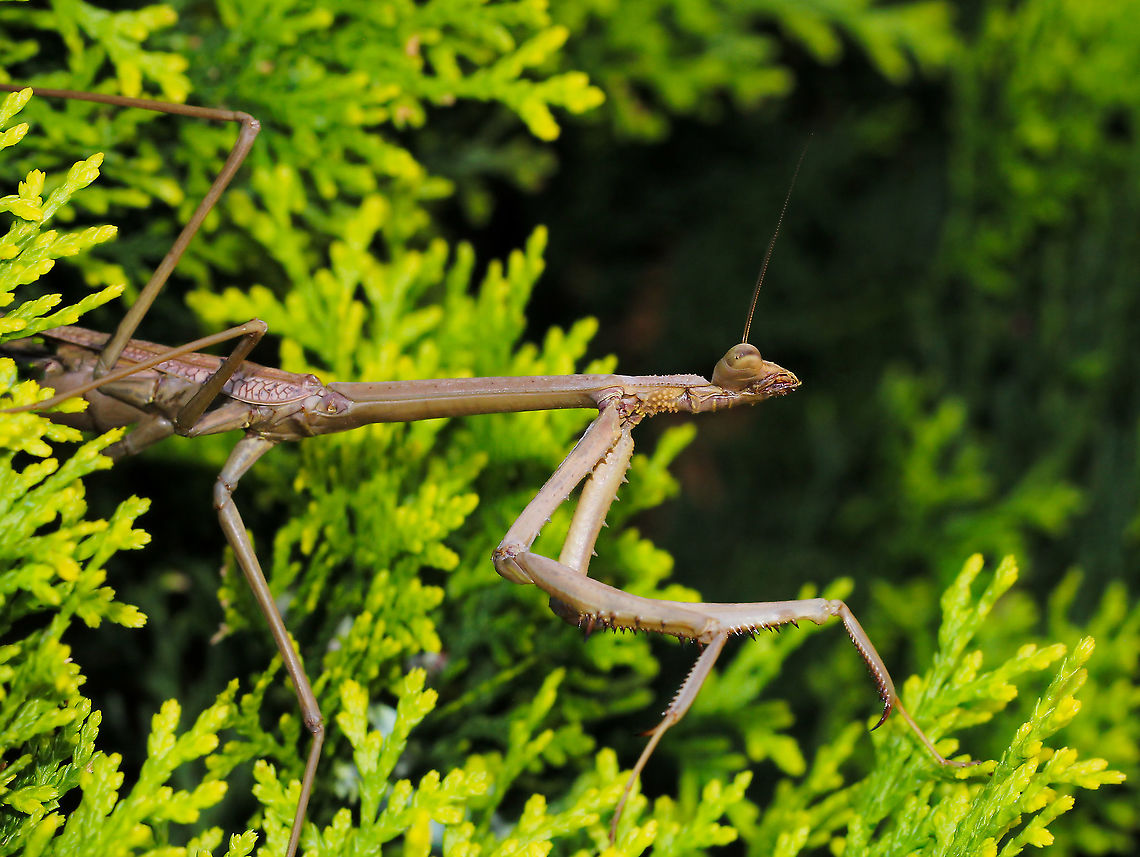 Mantid stretch! A moment captured during a mantid hunt...looks like a yoga pose. <br />
<br />
This is not yet fully grown at 6 cm length Archimantis latistyla,Australia,Australian ghost hopper mantis,Geotagged,Large brown mantis,Mantodea,Summer,arthropod,bunny mantis,fauna,hunter,insect,invertebrate,mantid,new south wales,praying mantid,praying mantis