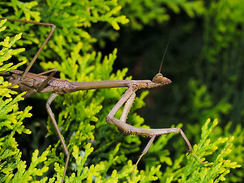 Mantid stretch! A moment captured during a mantid hunt...looks like a yoga pose. 

This is not yet fully grown at 6 cm length Archimantis latistyla,Australia,Australian ghost hopper mantis,Geotagged,Large brown mantis,Mantodea,Summer,arthropod,bunny mantis,fauna,hunter,insect,invertebrate,mantid,new south wales,praying mantid,praying mantis