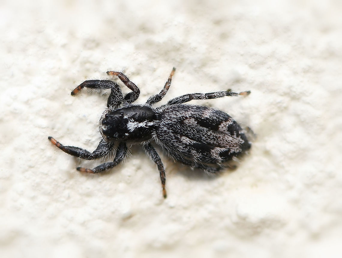 Holoplatys jumping spider Spiders within genus Holoplatys have a long, flat, oval cephalothorax and abdomen.<br />
<br />
There are 36 species known to science within this genus - flat jumping spiders present identification challenges in the field. Location is unreliable as many specimens only have records from cities, suggesting human-aided dispersal. (Robert Whyte & Greg Anderson, Field Guide to Spiders of Australia 2018).<br />
<br />
Female 9 mm length Araneae,Australia,Geotagged,Holoplatys,Jumping Spider,Macro,Salticidae,Spider,Winter,arachnid,arthropod,fauna,invertebrate,new south wales