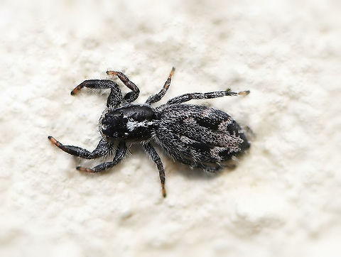 Holoplatys jumping spider Spiders within genus Holoplatys have a long, flat, oval cephalothorax and abdomen.

There are 36 species known to science within this genus - flat jumping spiders present identification challenges in the field. Location is unreliable as many specimens only have records from cities, suggesting human-aided dispersal. (Robert Whyte & Greg Anderson, Field Guide to Spiders of Australia 2018).

Female 9 mm length Araneae,Australia,Geotagged,Holoplatys,Jumping Spider,Macro,Salticidae,Spider,Winter,arachnid,arthropod,fauna,invertebrate,new south wales